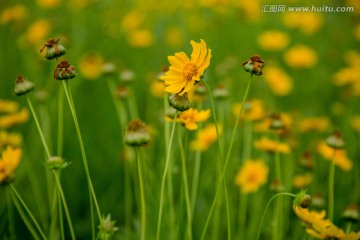 野菊花