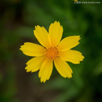 野菊花