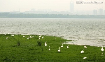 天鹅湖景色