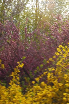 桃花 梦幻桃花 花卉 花朵