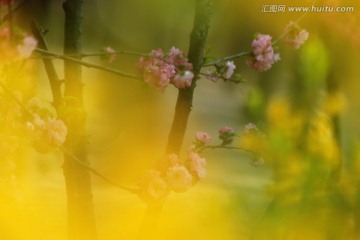 桃花 梦幻桃花 花卉 花朵