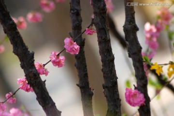 桃花 梦幻桃花 花卉 花朵