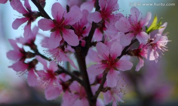 桃花  花卉 花朵 春花