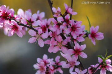 桃花  花卉 花朵 春花