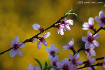 桃花  花卉 花朵 春花