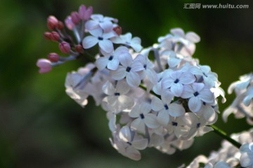 丁香 紫丁香 丁香花 花卉