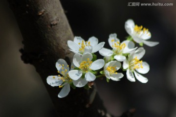 李子花 花卉 花朵 花瓣