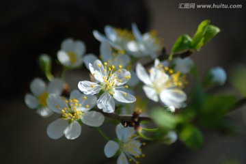 李子花 花卉 花朵 花瓣