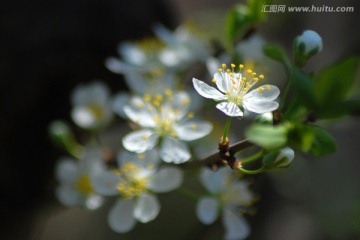 李子花 花卉 花朵 花瓣