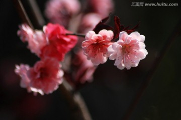 桃花 碧桃 花卉 花朵 春花