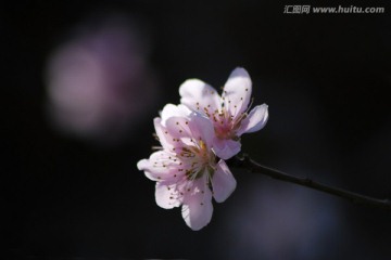 桃花  花卉 花朵 春花