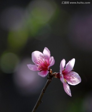 桃花  花卉 花朵 春花