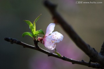 桃花  花卉 花朵 春花