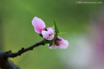 桃花 花朵 花卉 春花 花瓣