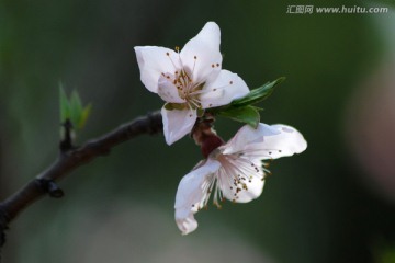 桃花 花朵 花卉 春花 花瓣