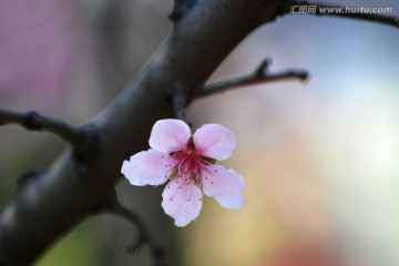 桃花 花朵 花卉 春花 花瓣