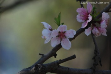 桃花 花朵 花卉 春花 花瓣