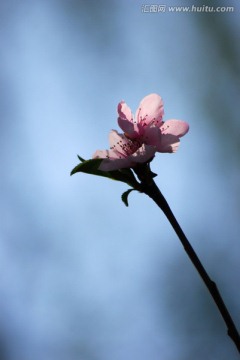 桃花 花朵 花卉 春花 花瓣