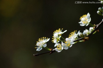 李子花 花卉 花朵 花瓣