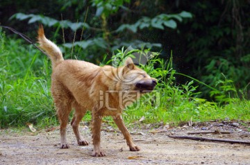 中华田园犬