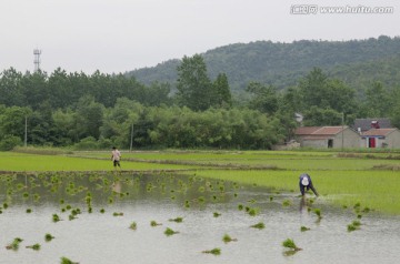 午季田野插秧