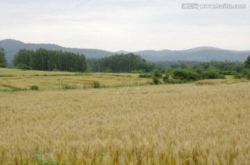 麦田远山