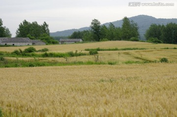 麦田成熟