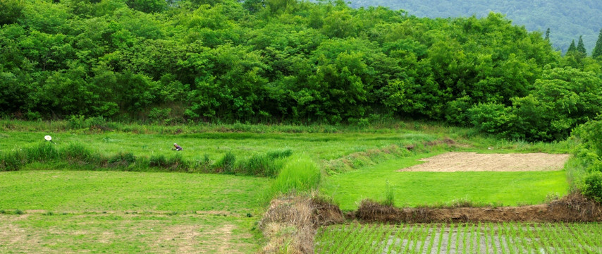 草坪种植