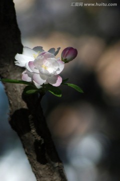 海棠花 花卉 花朵 海棠花开