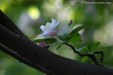 海棠花 花卉 花朵 海棠花开