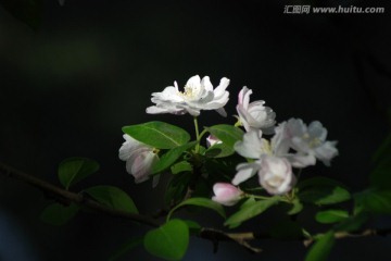 海棠花 花卉 花朵 海棠花开