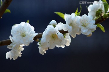 桃花 碧桃 花朵 花卉 春花