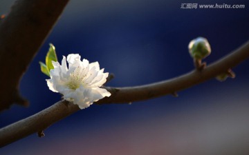 桃花 碧桃 花朵 花卉 春花