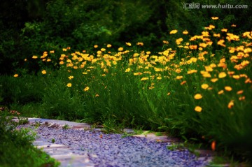 黄花春烂漫（高清）