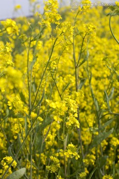 油菜花 金黄 花卉 植物 静物