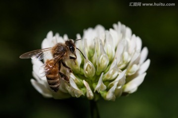 蜜蜂与白花 微距 特写