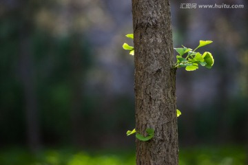 银杏树干