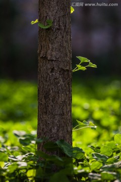 银杏树干 竖片 竖构图