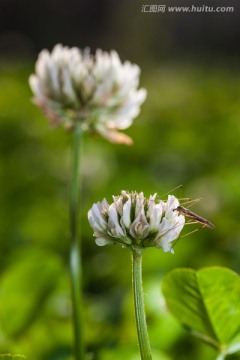 大蚊子与白花