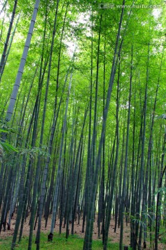 竹林 翠竹 竹海