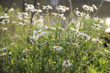 花圃