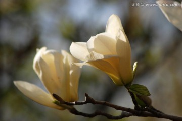 玉兰花 花卉 春花 含苞待放