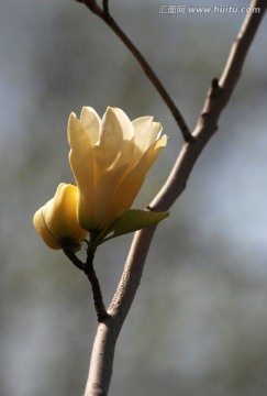 玉兰花 花卉 春花 含苞待放