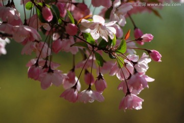 海棠花 垂丝海棠 花卉 花朵