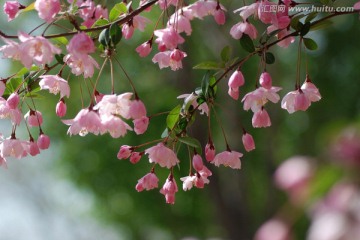 海棠花 垂丝海棠 花卉 花朵