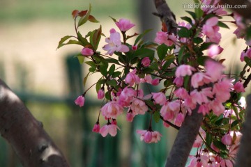 海棠花 垂丝海棠 花卉 花朵