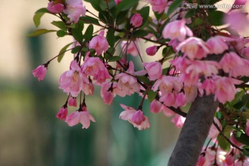 海棠花 垂丝海棠 花卉 花朵