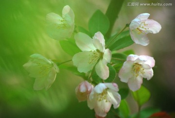 海棠花 垂丝海棠 花卉 花朵