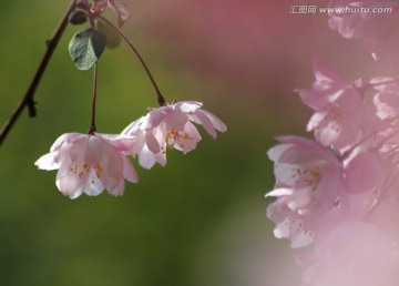 海棠花 垂丝海棠 花卉 花朵