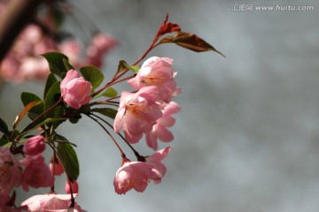 海棠花 垂丝海棠 花卉 花朵